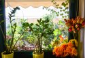 Sepolia apartment for sale